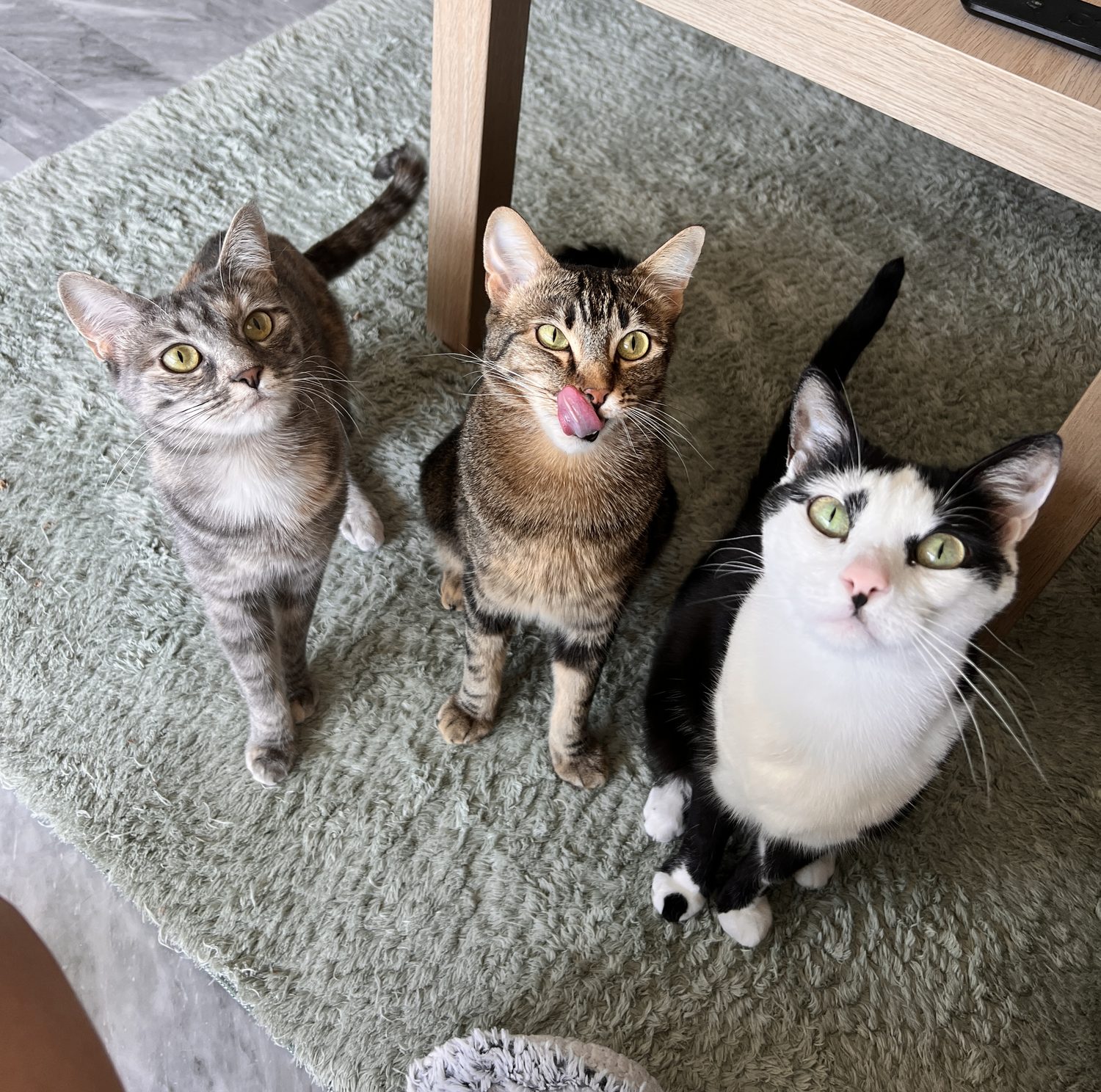 Les trois chats de Manon et Benjamin, assis côte à côte sur un tapis.